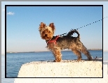 Smycz, Yorkshire Terrier, Piesek